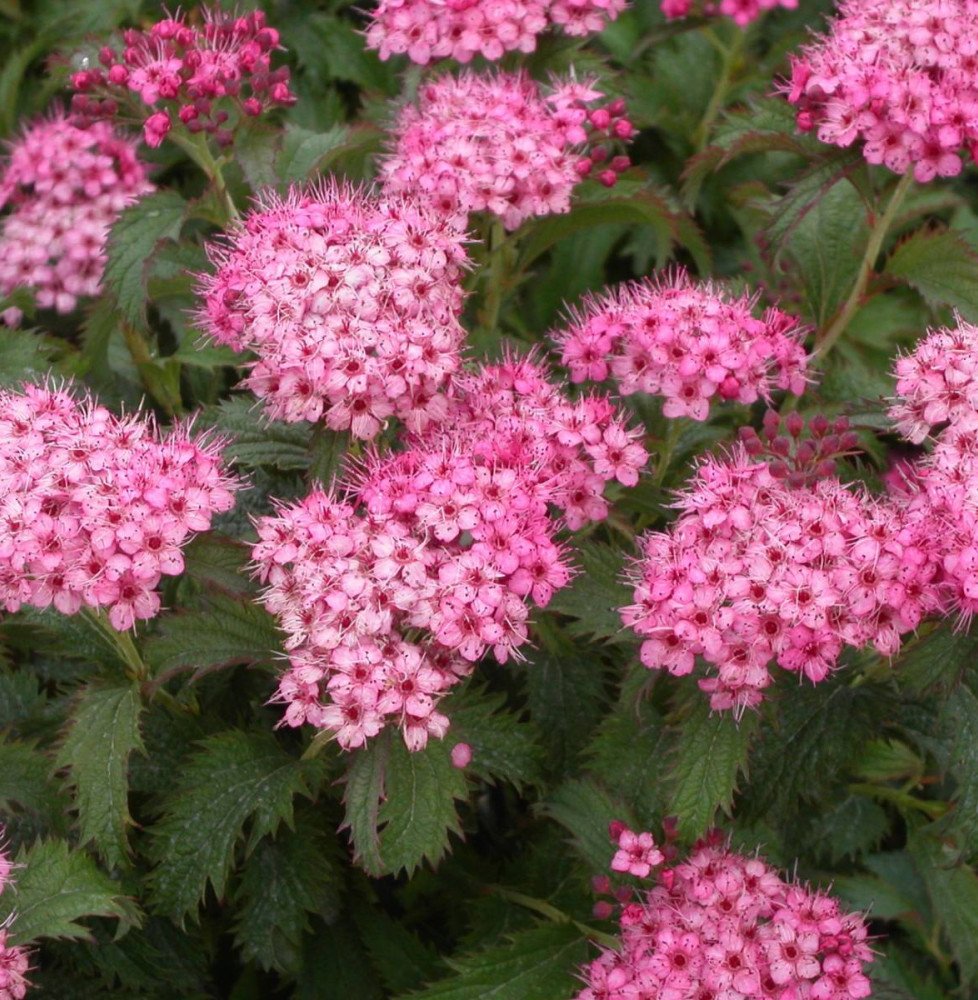 Pépinières Français PF_SPIRAEA-ja SPIRAEA japonica ‘Crispa’ / Spirée japonaise 'Crispa'