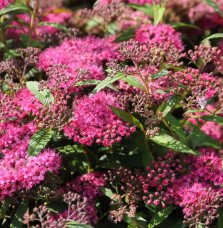 Pépinières Français PF_SPIRAEA-ja7 SPIRAEA japonica ‘Anthony Waterer’ / Spirée japonaise 'Antony Waterer'