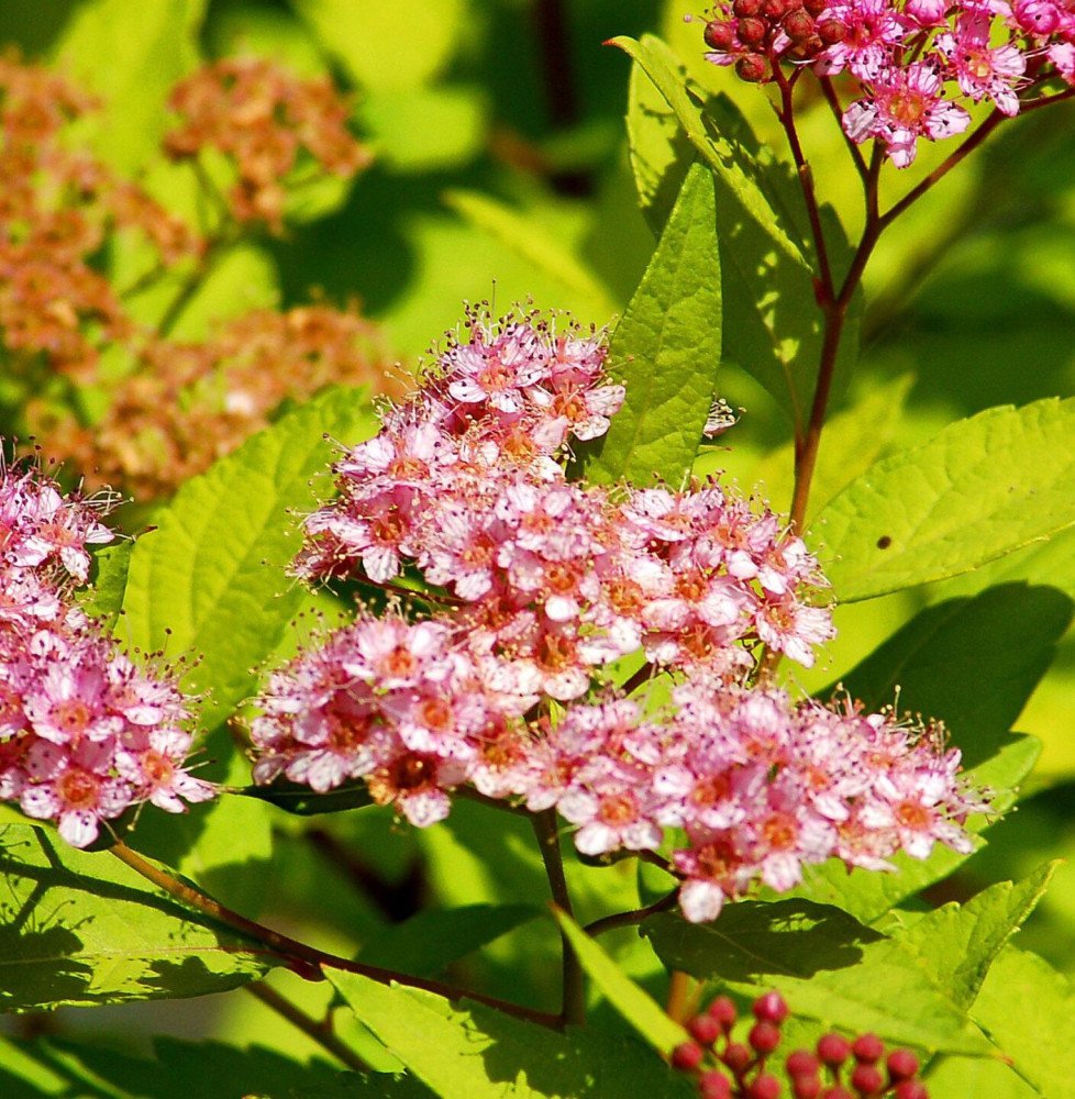 Pépinières Français PF_SPIRAEA-ja1 SPIRAEA japonica ‘Goldmound’ / Spirée japonaise 'Gold Mound'