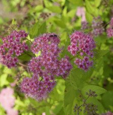 Pépinières Français PF_SPIRAEA-ja1 SPIRAEA japonica ‘Goldmound’ / Spirée japonaise 'Gold Mound'