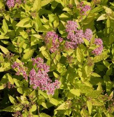 Pépinières Français PF_SPIRAEA-ja1 SPIRAEA japonica ‘Goldmound’ / Spirée japonaise 'Gold Mound'