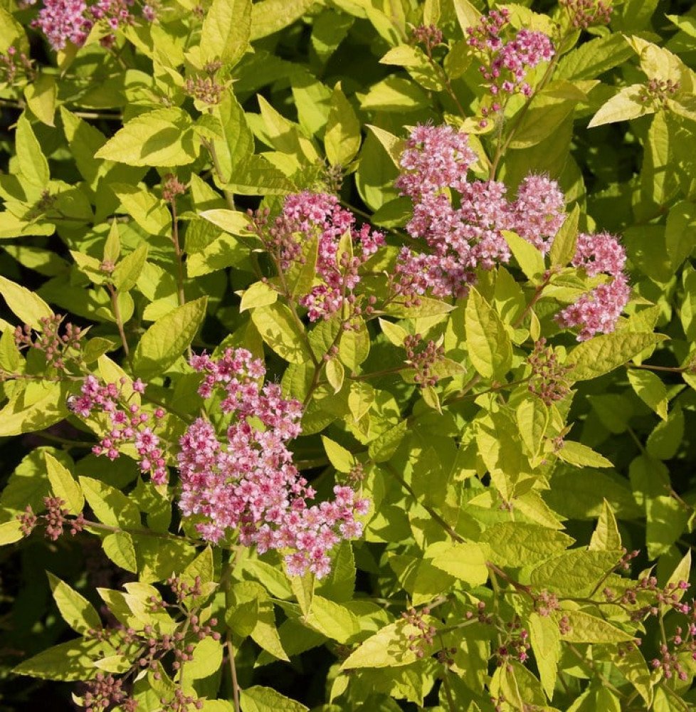 Pépinières Français PF_SPIRAEA-ja1 SPIRAEA japonica ‘Goldmound’ / Spirée japonaise 'Gold Mound'