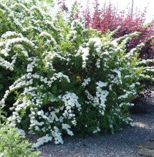 Pépinières Français PF_SPIRAEA-ni SPIRAEA nipponica ‘Snowmound’ / Spirée du Japon 'Snowmound'