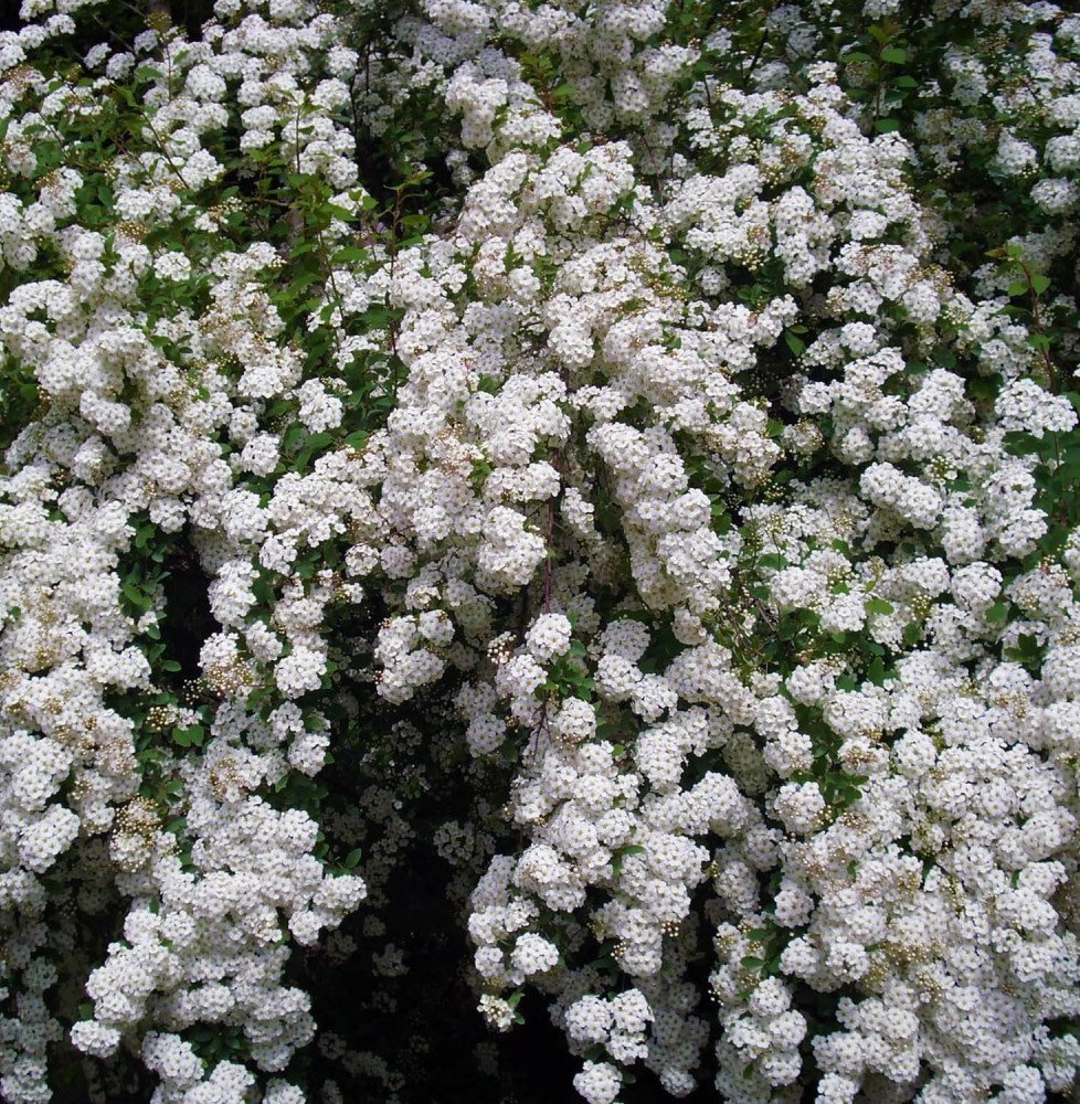 Pépinières Français PF_SPIRAEA-ni SPIRAEA nipponica ‘Snowmound’ / Spirée du Japon 'Snowmound'