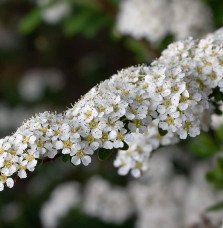 Pépinières Français PF_SPIRAEA-X SPIRAEA X arguta / Spirée arguta