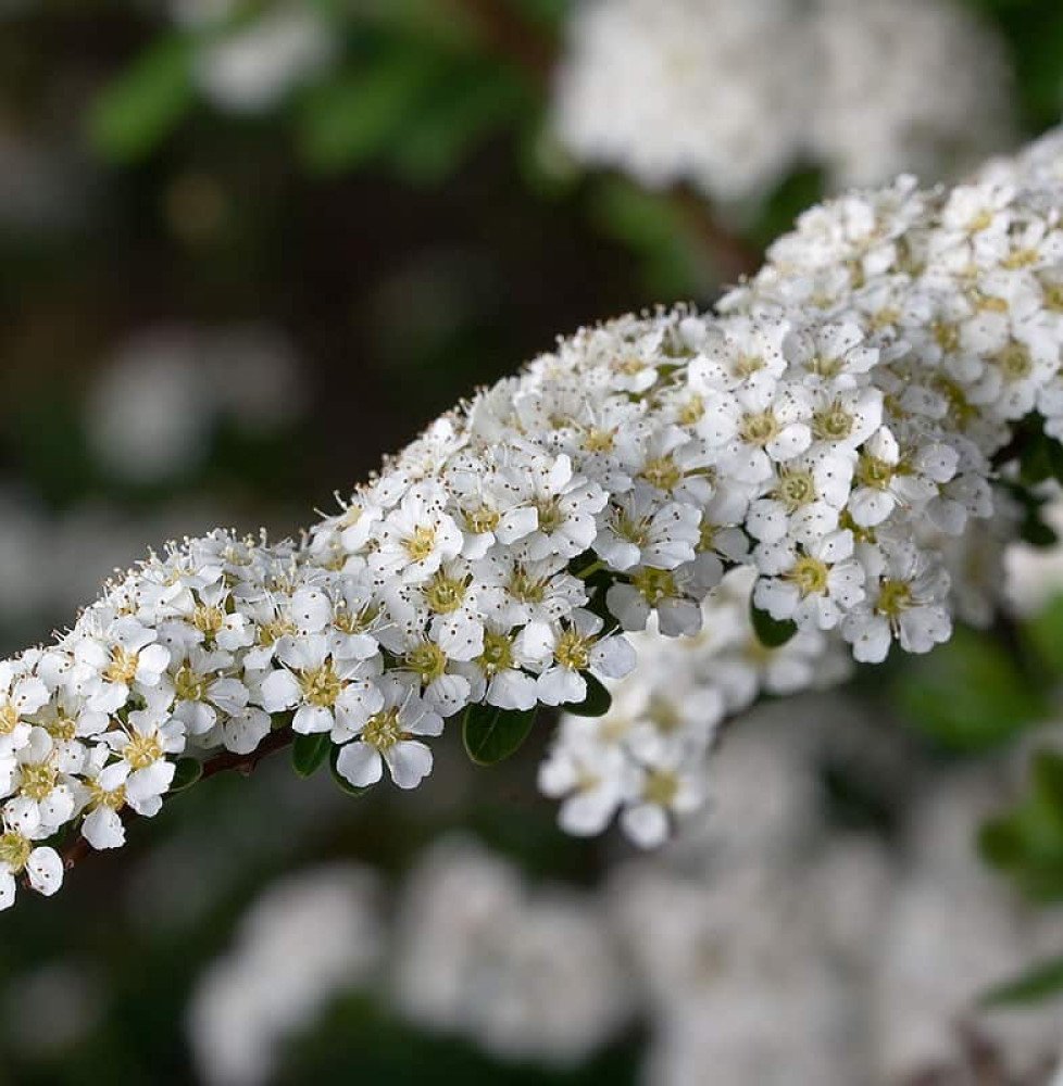 Pépinières Français PF_SPIRAEA-X SPIRAEA X arguta / Spirée arguta
