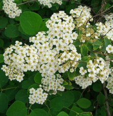 Pépinières Français PF_SPIRAEA-X SPIRAEA X arguta / Spirée arguta