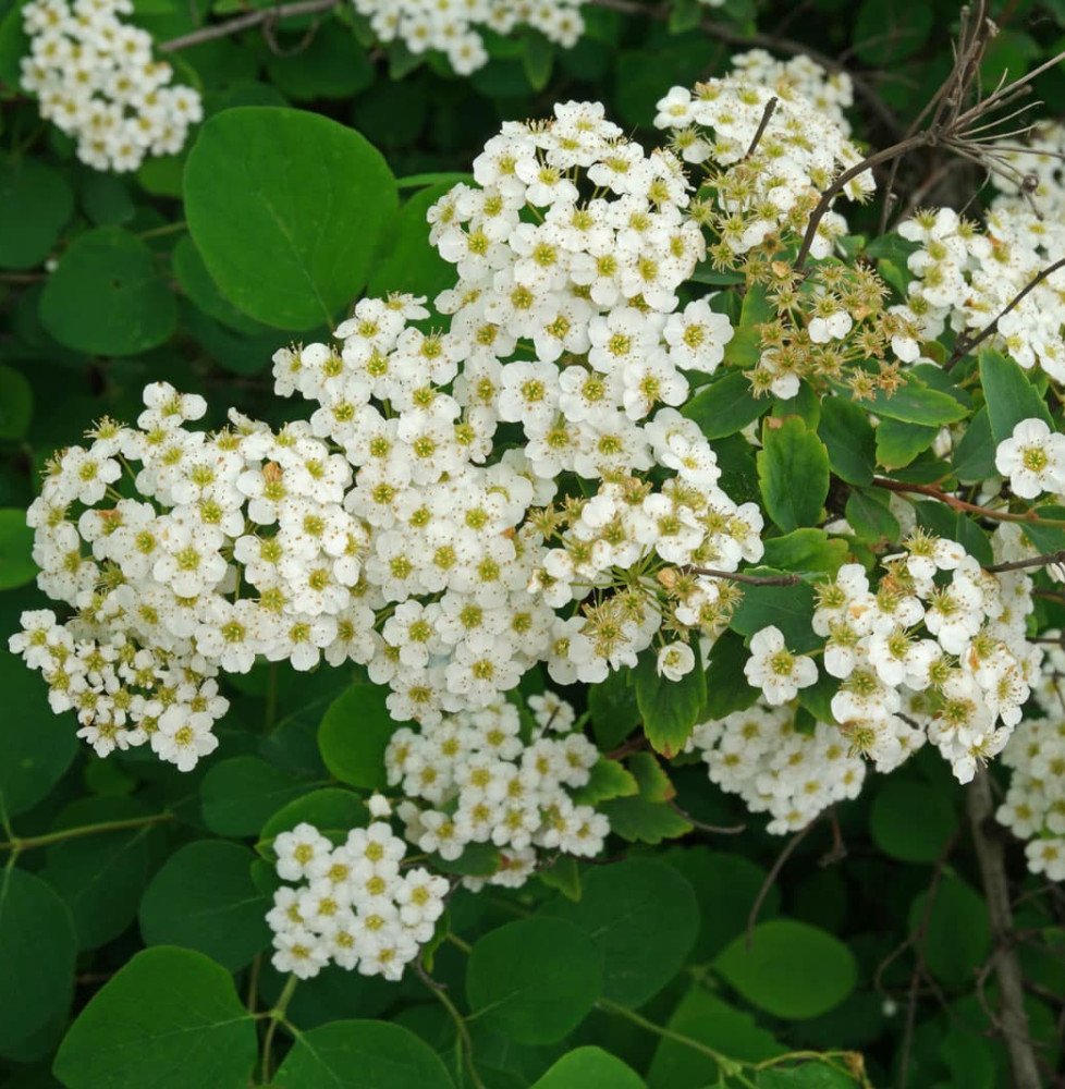 Pépinières Français PF_SPIRAEA-X SPIRAEA X arguta / Spirée arguta