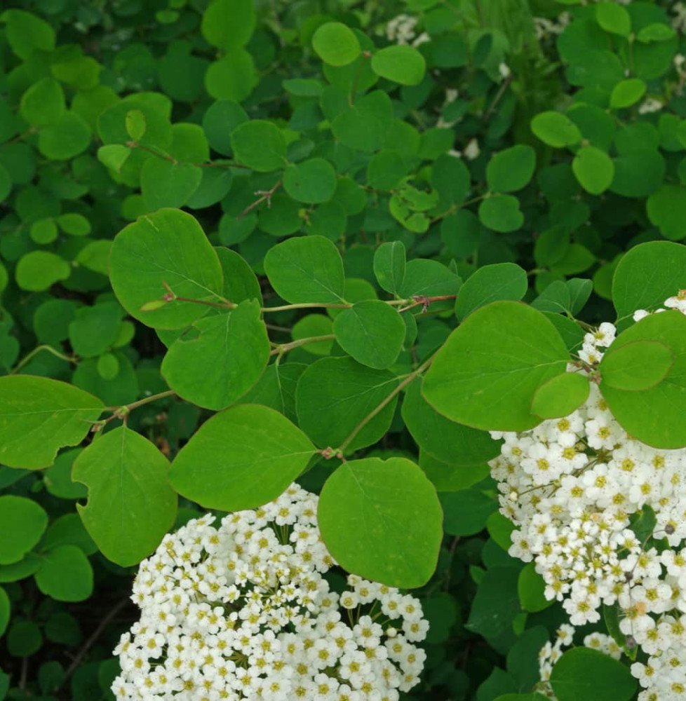 Pépinières Français PF_SPIRAEA-X SPIRAEA X arguta / Spirée arguta