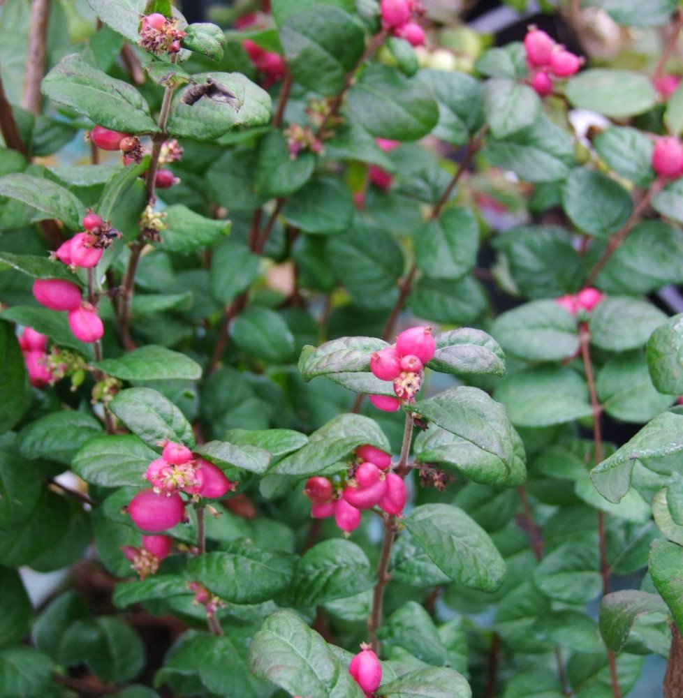 Pépinières Français PF_SYMPHORICA2 SYMPHORICARPOS x doorenbosii ‘Magic Berry’ / Symphorine 'Magic Berry'