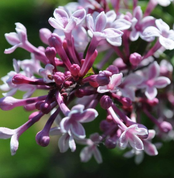 Pépinières Français PF_SYRINGA-my SYRINGA mycrophylla ‘Superba’ / Syringa microphylla 'Superba'