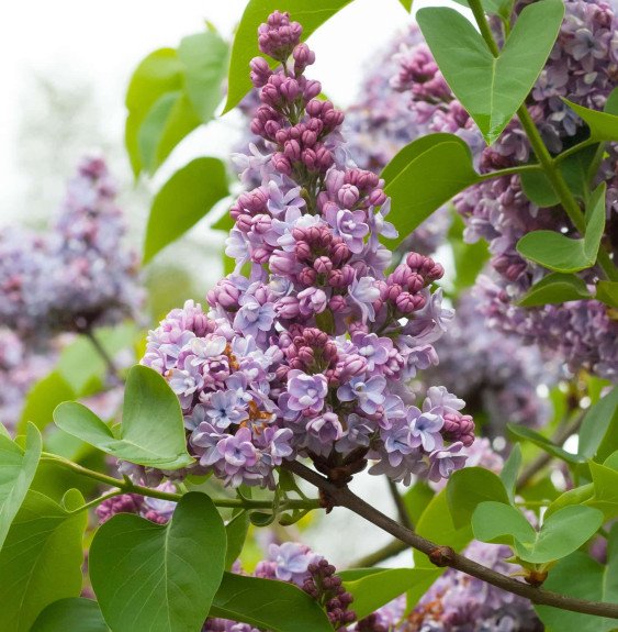 Pépinières Français PF_SYRINGA-vu SYRINGA vulgaris  ‘Belle de Nancy’ / Lilas commun 'Belle De Nancy'