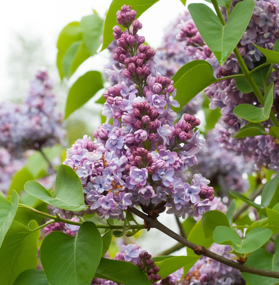 Pépinières Français PF_SYRINGA-vu SYRINGA vulgaris  ‘Belle de Nancy’ / Lilas commun 'Belle De Nancy'