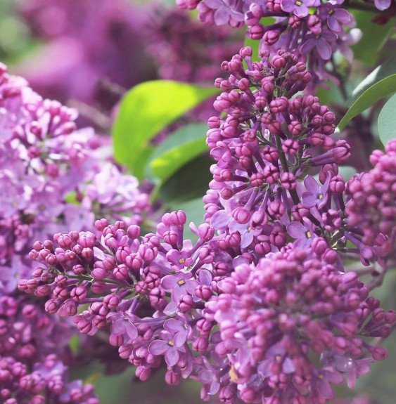 Pépinières Français PF_SYRINGA-vu3 SYRINGA vulgaris ‘Katherine Havemeyer’ / Lilas commun 'Katherine Havemeyer'