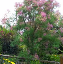 Pépinières Français PF_TAMARIX-ra TAMARIX ramosissima / Tamaris d'été