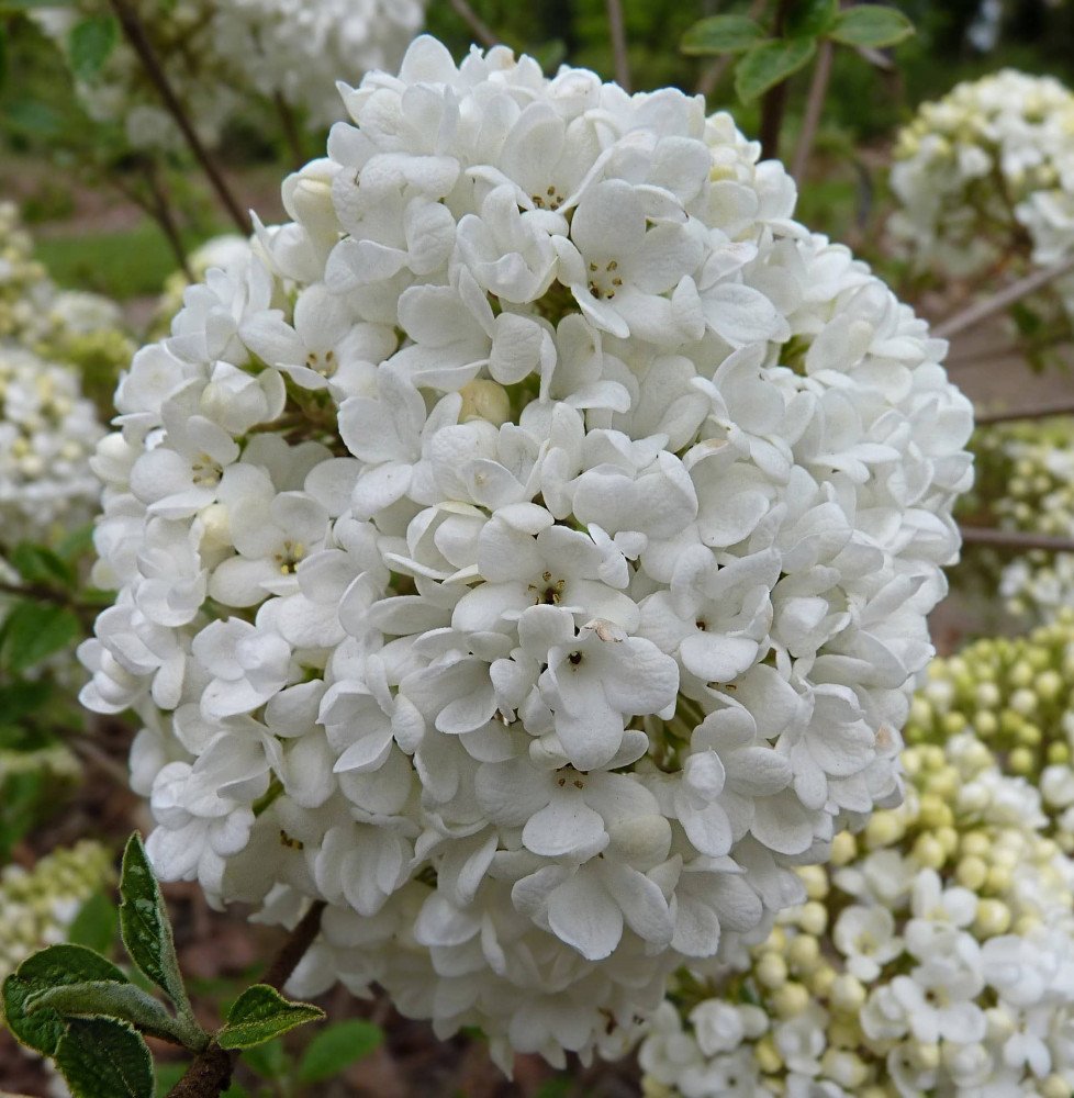 Pépinières Français PF_VIBURNUM-E VIBURNUM 'Eskimo' / Viorne 'Eskimo'