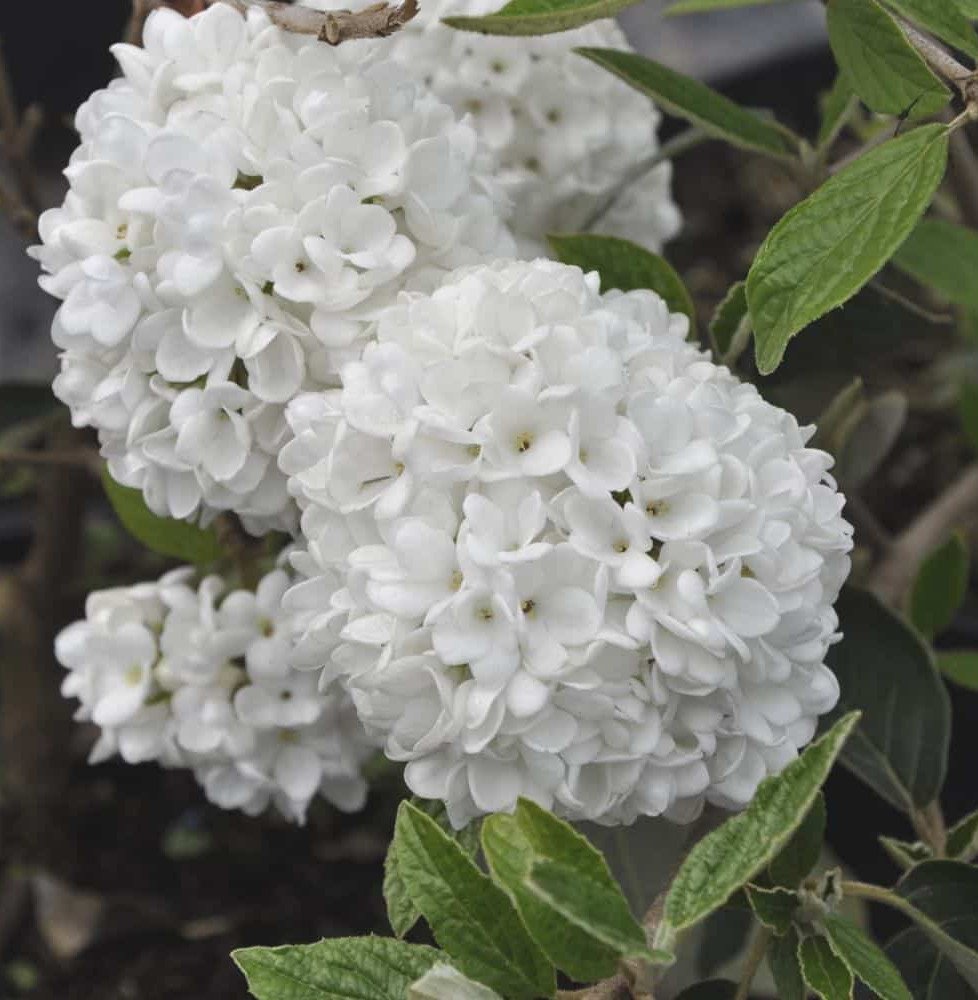 Pépinières Français PF_VIBURNUM-E VIBURNUM 'Eskimo' / Viorne 'Eskimo'