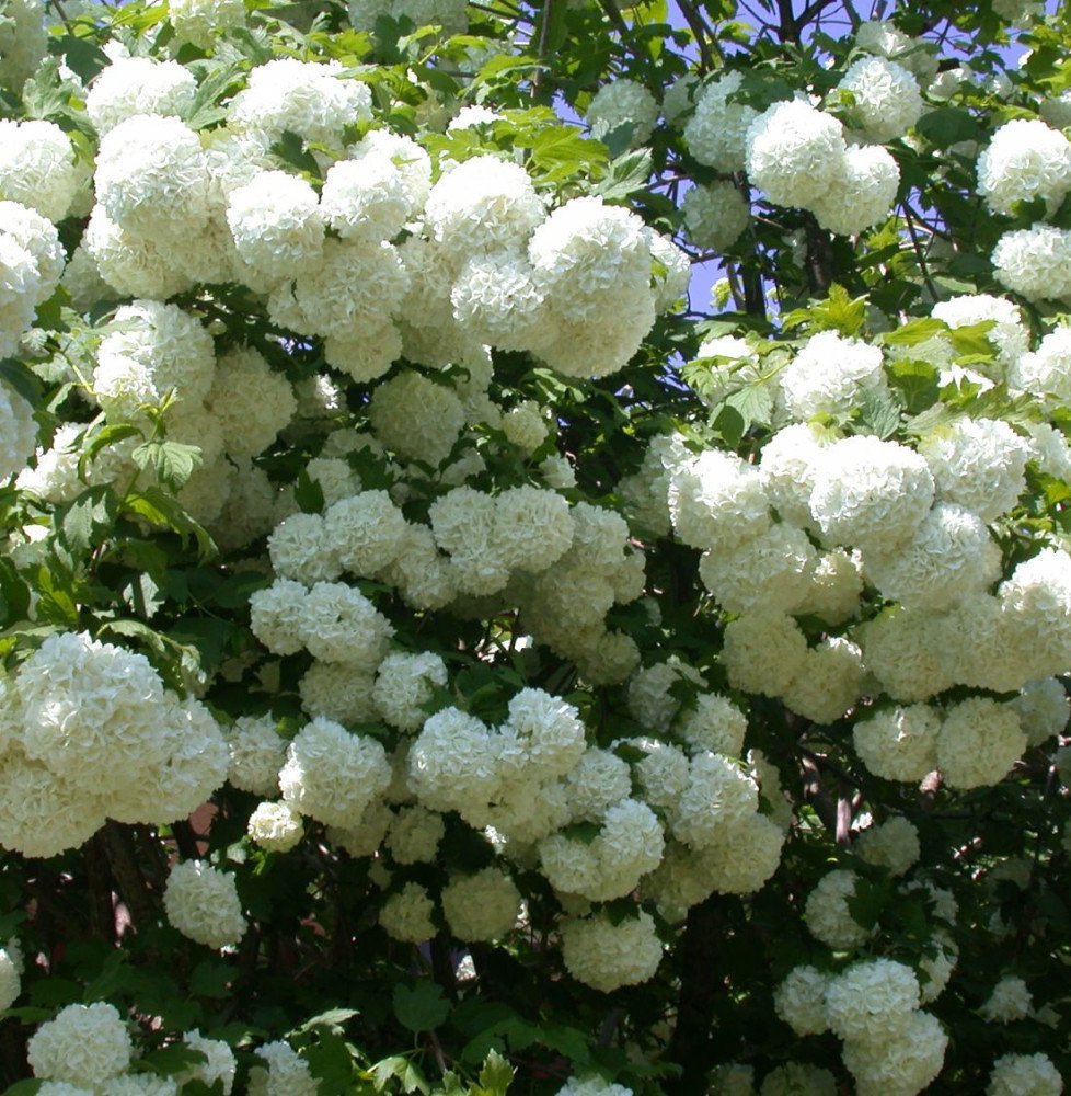 Pépinières Français PF_VIBURNUM-O7 VIBURNUM Opulus ‘Roseum’ / Boule de neige