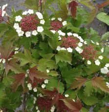 Pépinières Français PF_VIBURNUM-s VIBURNUM sargentii ‘Onondaga’ / Viorne 'Onondaga'