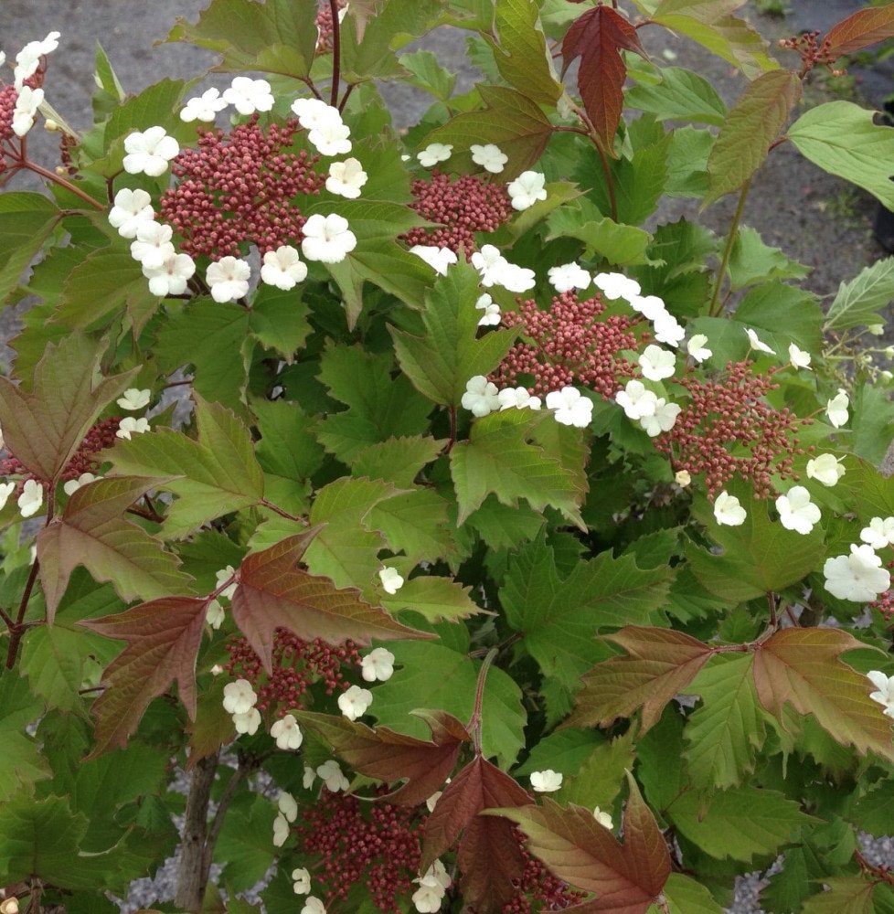 Pépinières Français PF_VIBURNUM-s VIBURNUM sargentii ‘Onondaga’ / Viorne 'Onondaga'