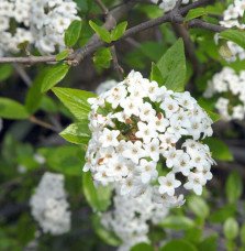 Pépinières Français PF_VIBURNUM-x9 VIBURNUM x burkwoodii / Viorne du Burkwood