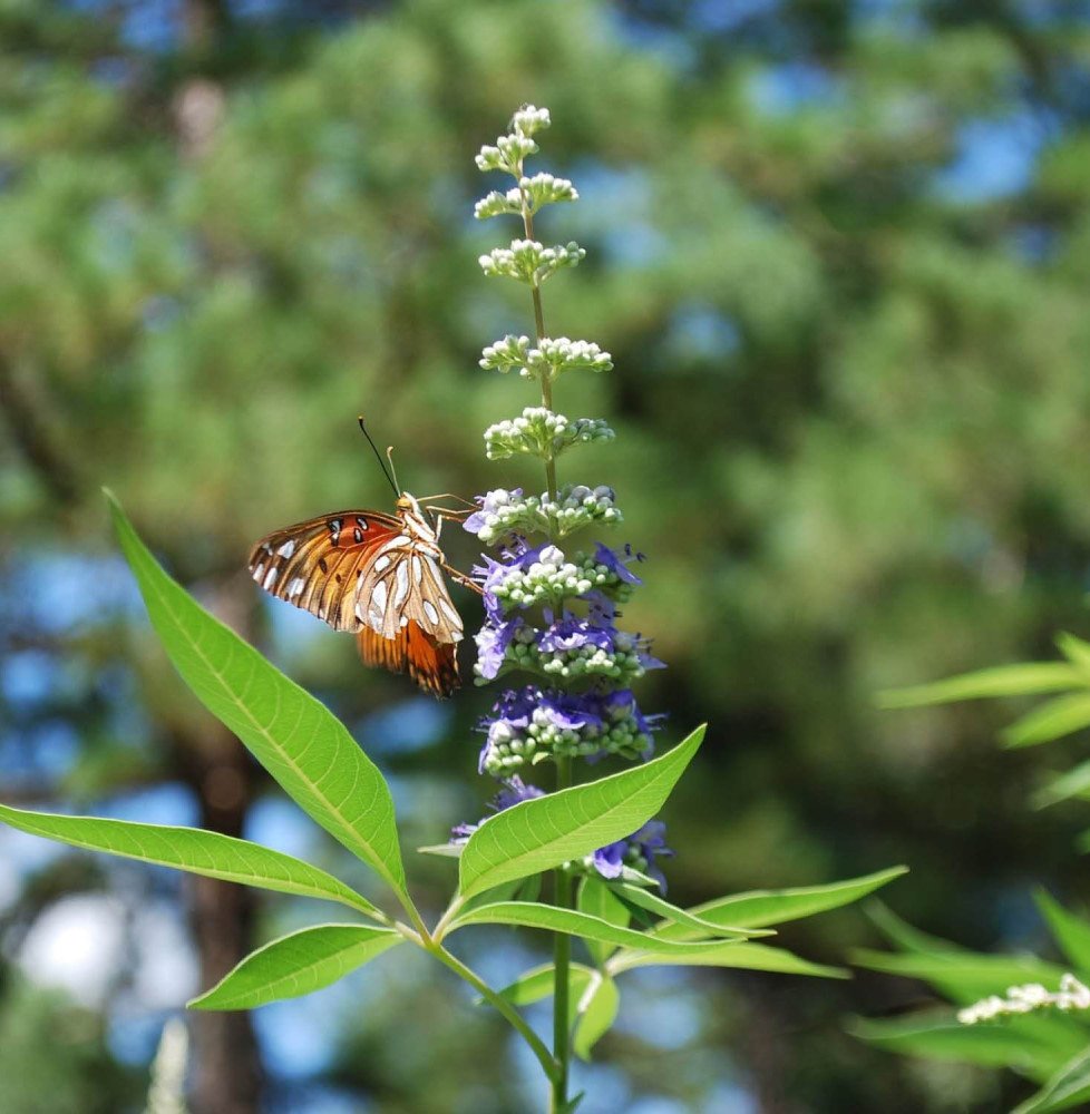 Pépinières Français PF_VITEX-agnu VITEX agnus-castus  / Arbre au poivre