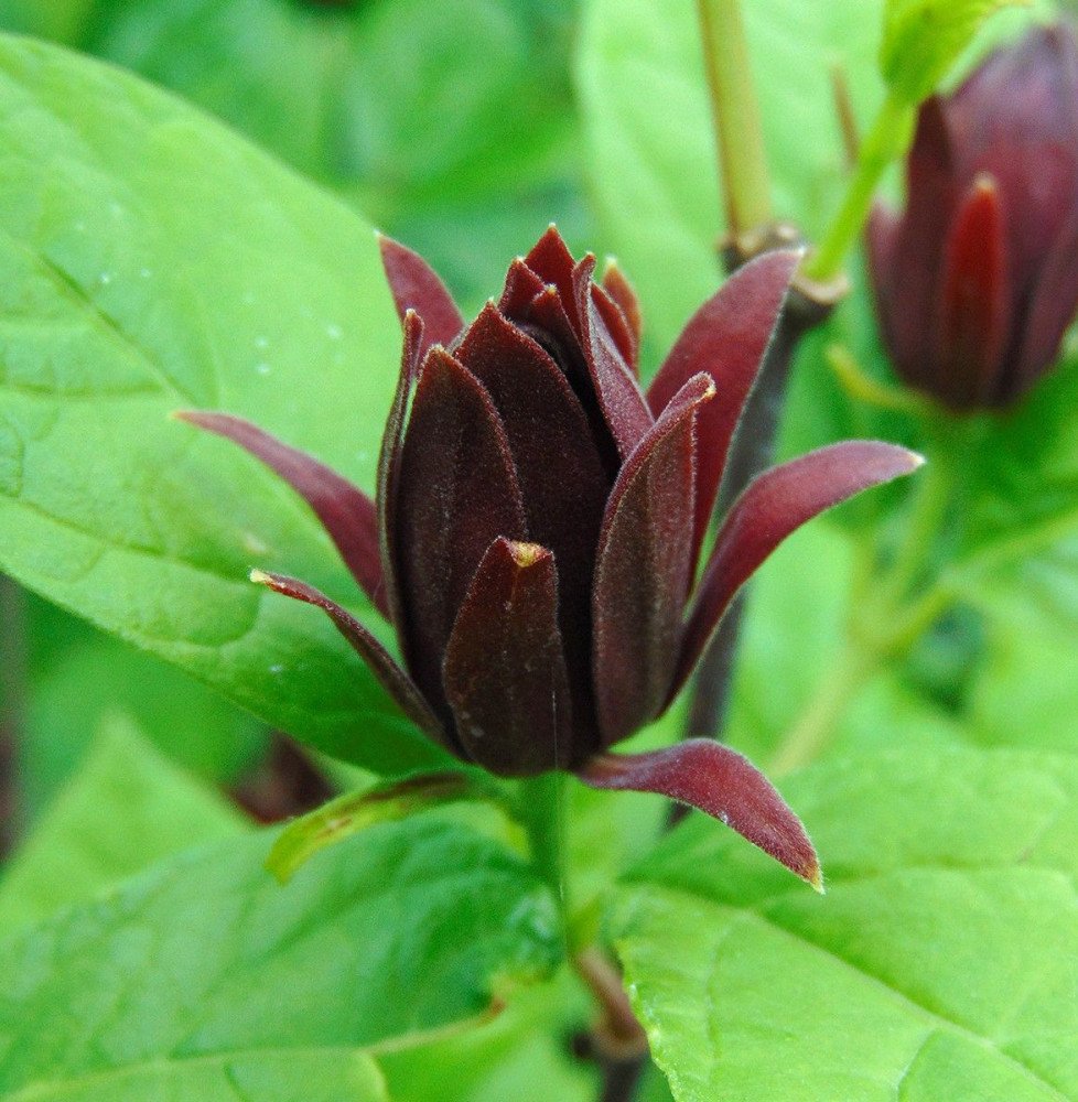 Pépinières Français PF_CALYCANTHU CALYCANTHUS floridus / Arbre aux anémones