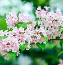 Pépinières Français PF_WEIGELA-Ab WEIGELA 'Abel Carrière' / Weigela 'Abel Carrière'