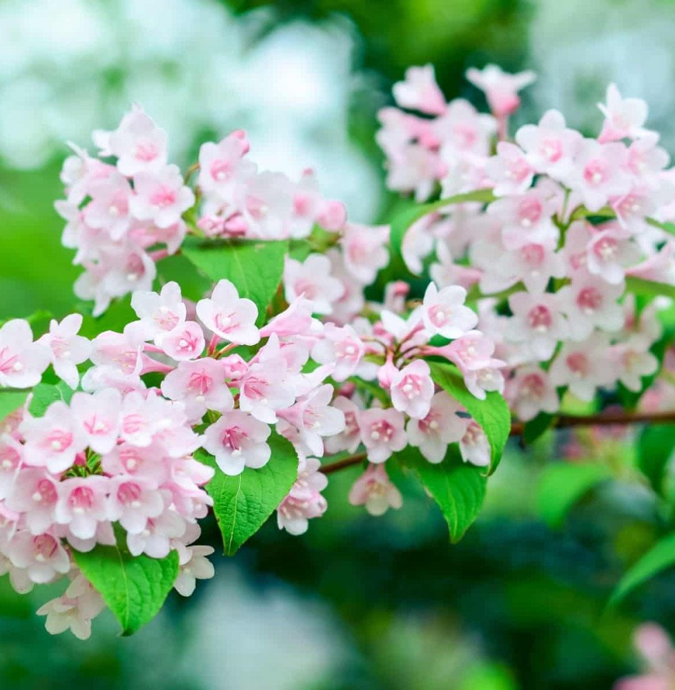 Pépinières Français PF_WEIGELA-Ab WEIGELA 'Abel Carrière' / Weigela 'Abel Carrière'