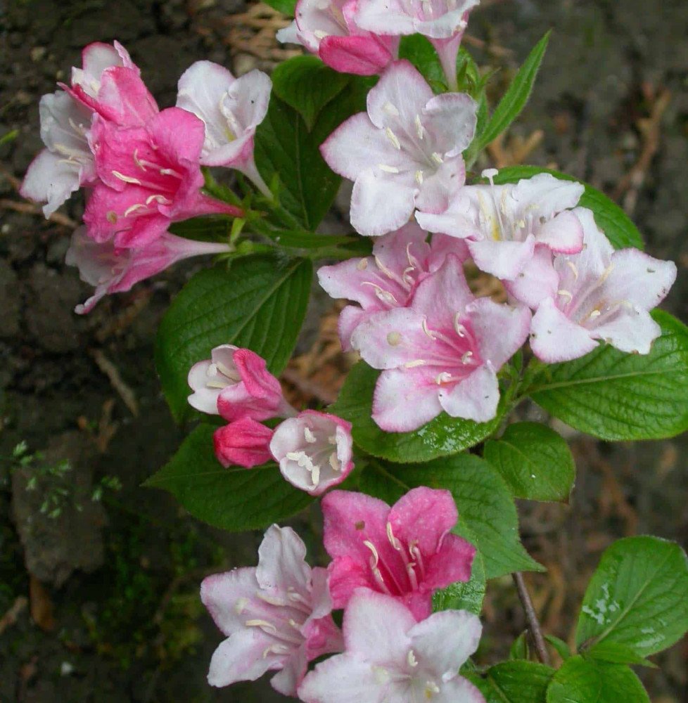 Pépinières Français PF_WEIGELA-Ab WEIGELA 'Abel Carrière' / Weigela 'Abel Carrière'
