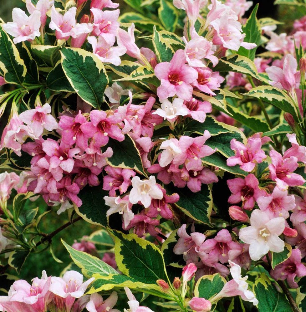 Pépinières Français PF_WEIGELA-fl WEIGELA florida ‘Nana Variegata’ / Weigela florida 'Nana Variegata'