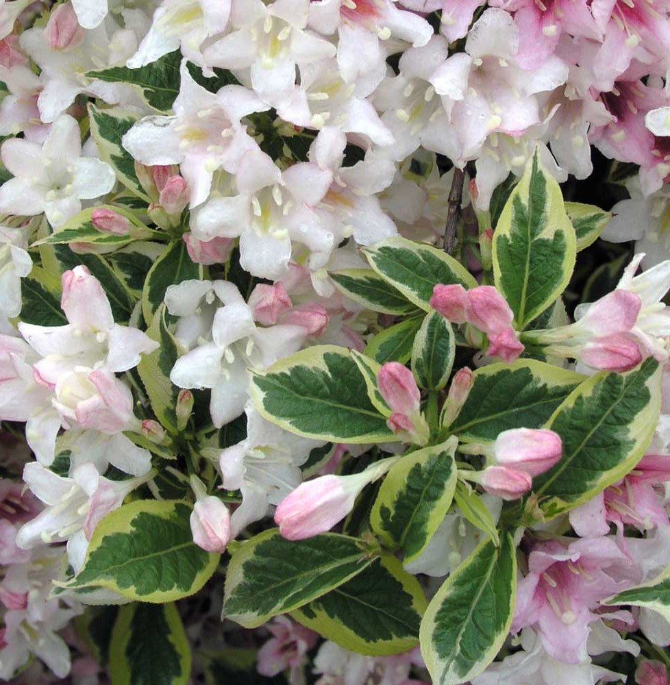 Pépinières Français PF_WEIGELA-fl WEIGELA florida ‘Nana Variegata’ / Weigela florida 'Nana Variegata'