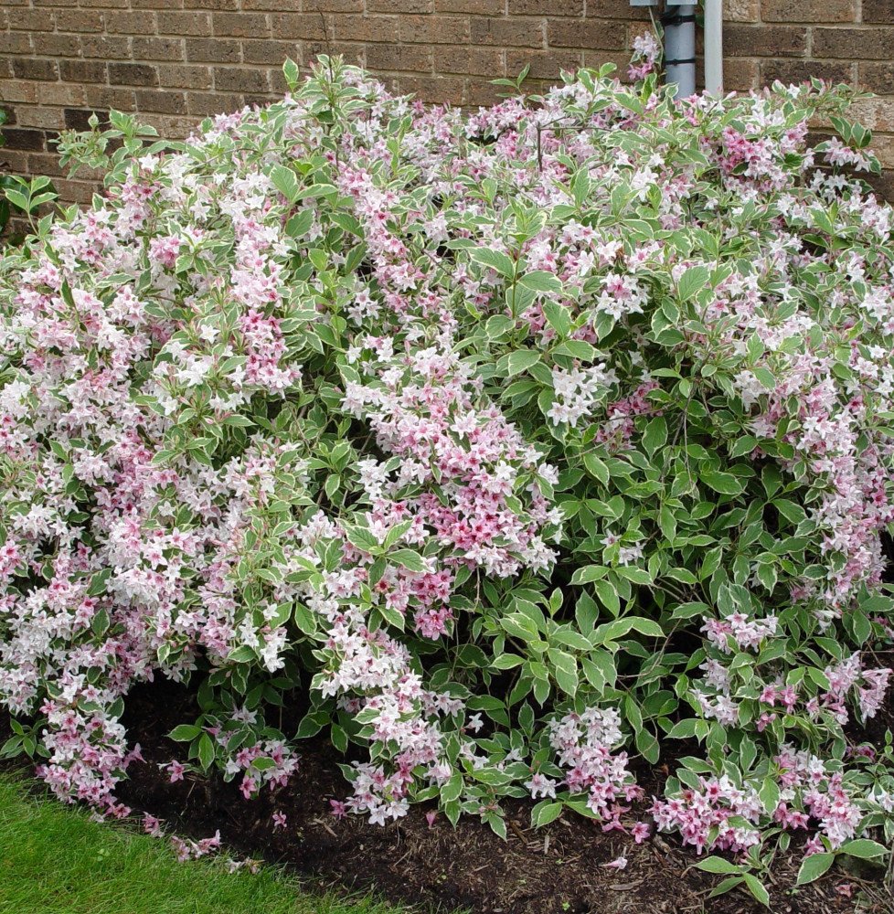 Pépinières Français PF_WEIGELA-fl WEIGELA florida ‘Nana Variegata’ / Weigela florida 'Nana Variegata'