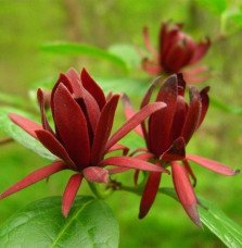 Pépinières Français PF_CALYCANTHU CALYCANTHUS floridus / Arbre aux anémones