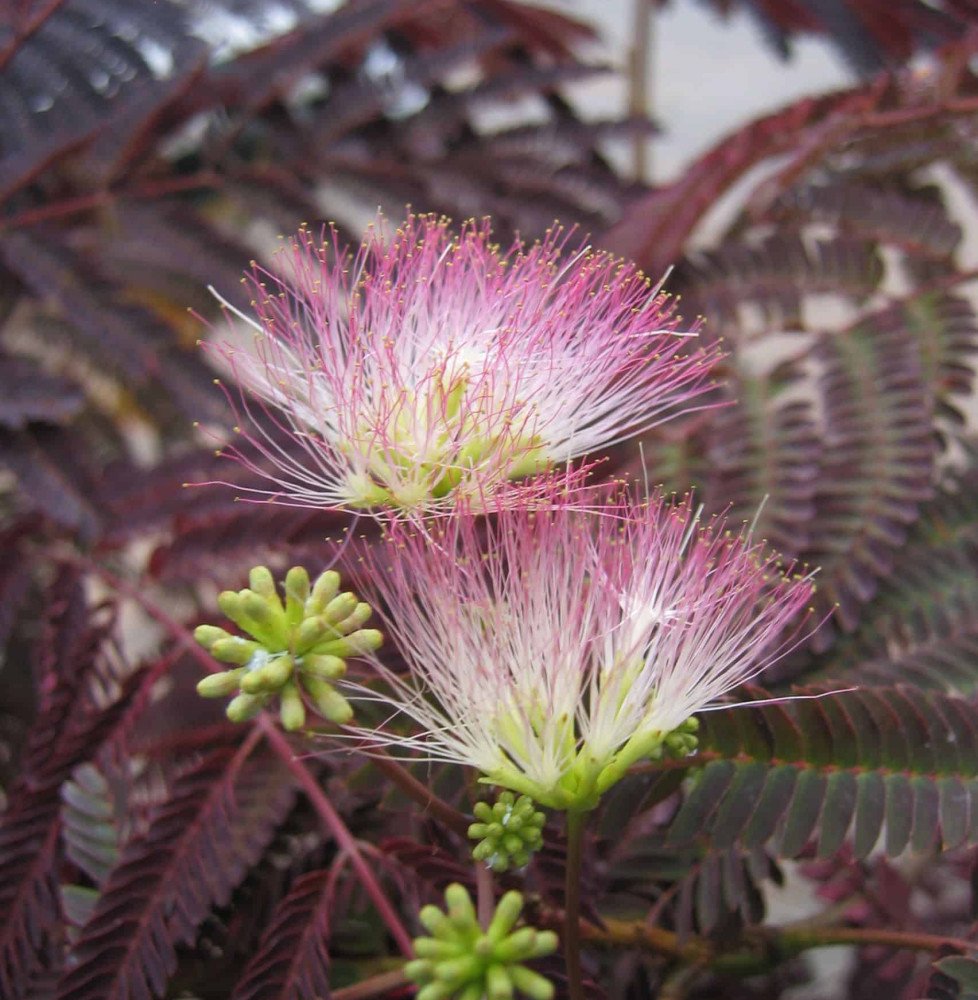 Pépinières Français PF_Albizia-ju Albizia julibrissin 'Summer Chocolate' / Arbre de soie 'Summer Chocolate'