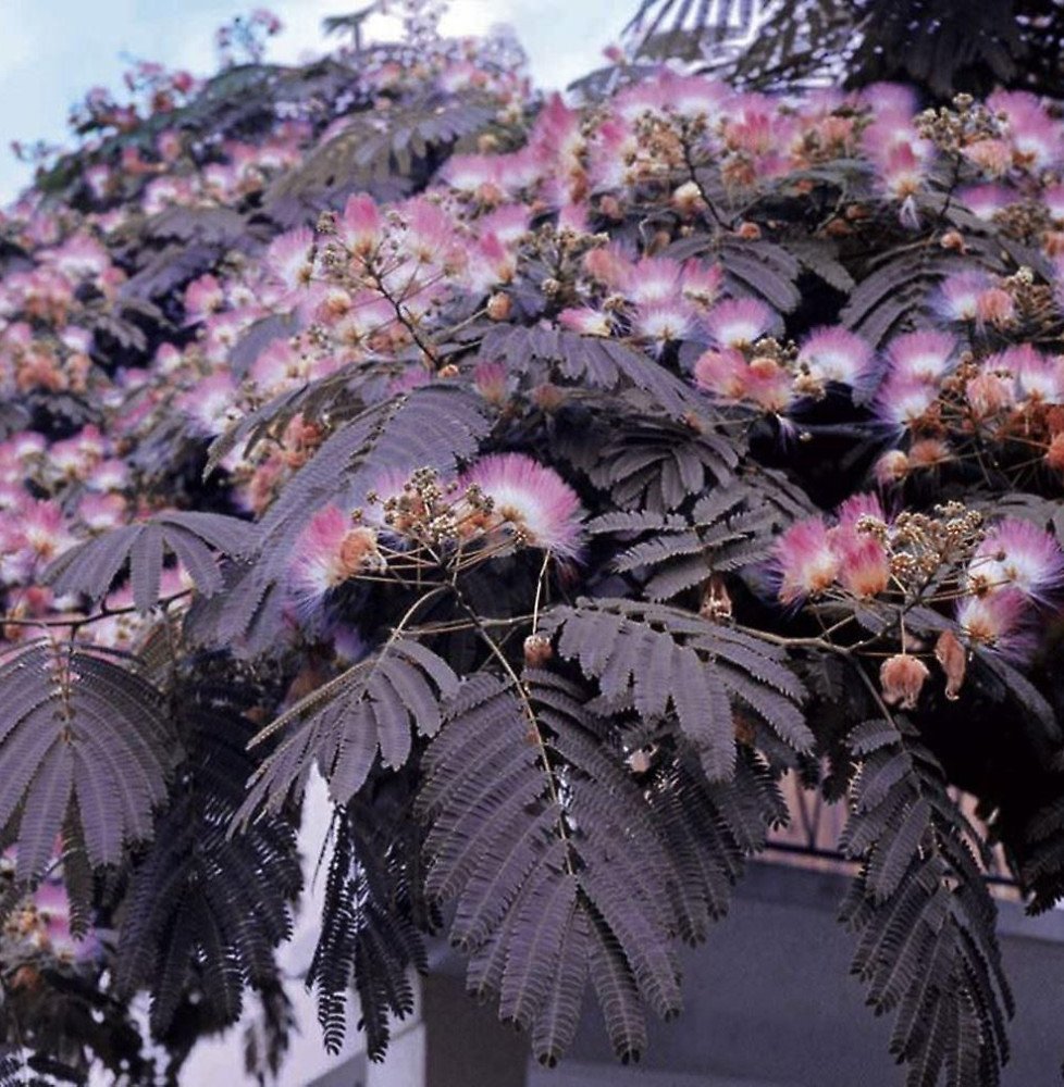 Pépinières Français PF_Albizia-ju Albizia julibrissin 'Summer Chocolate' / Arbre de soie 'Summer Chocolate'