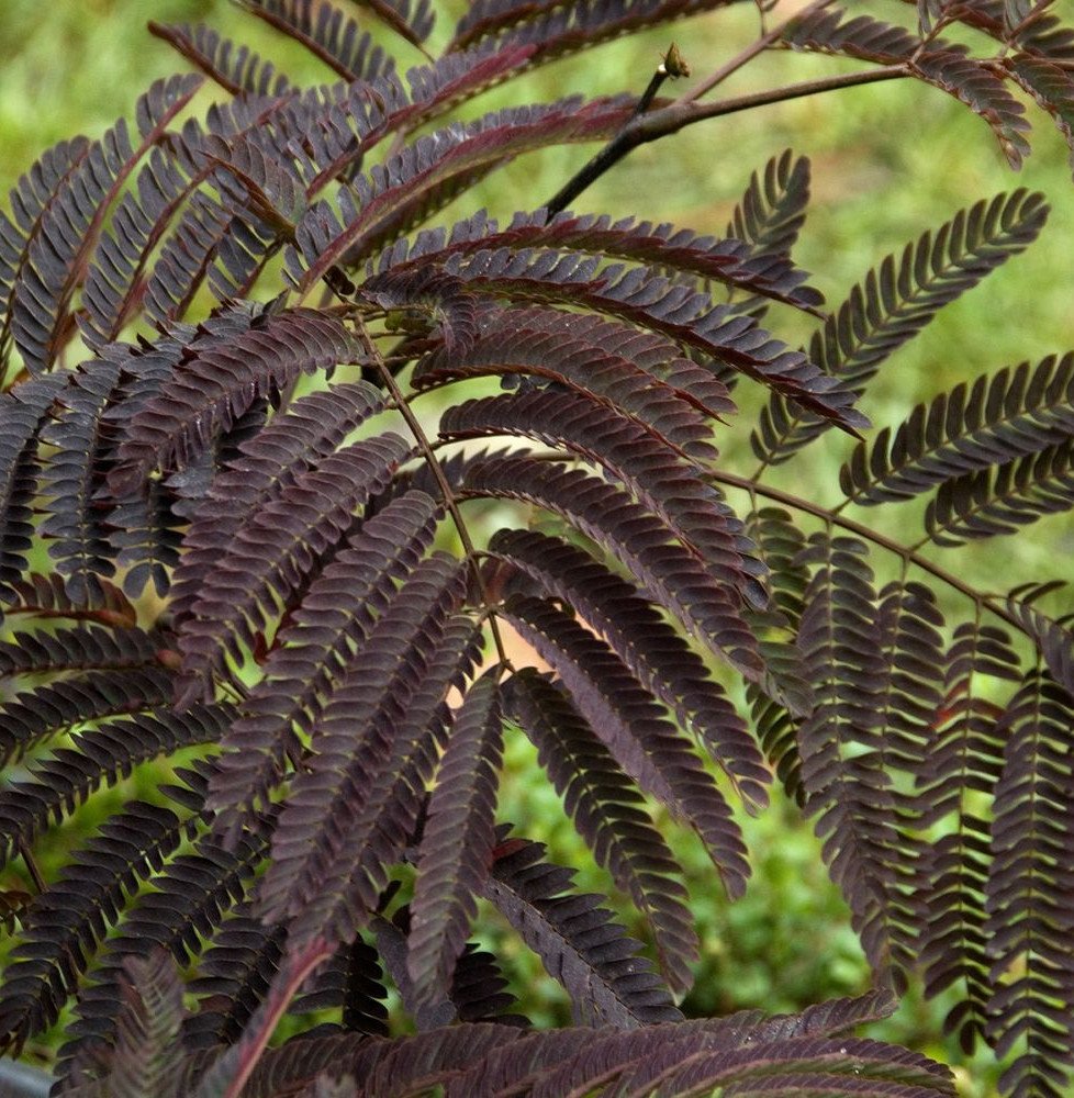 Pépinières Français PF_Albizia-ju Albizia julibrissin 'Summer Chocolate' / Arbre de soie 'Summer Chocolate'