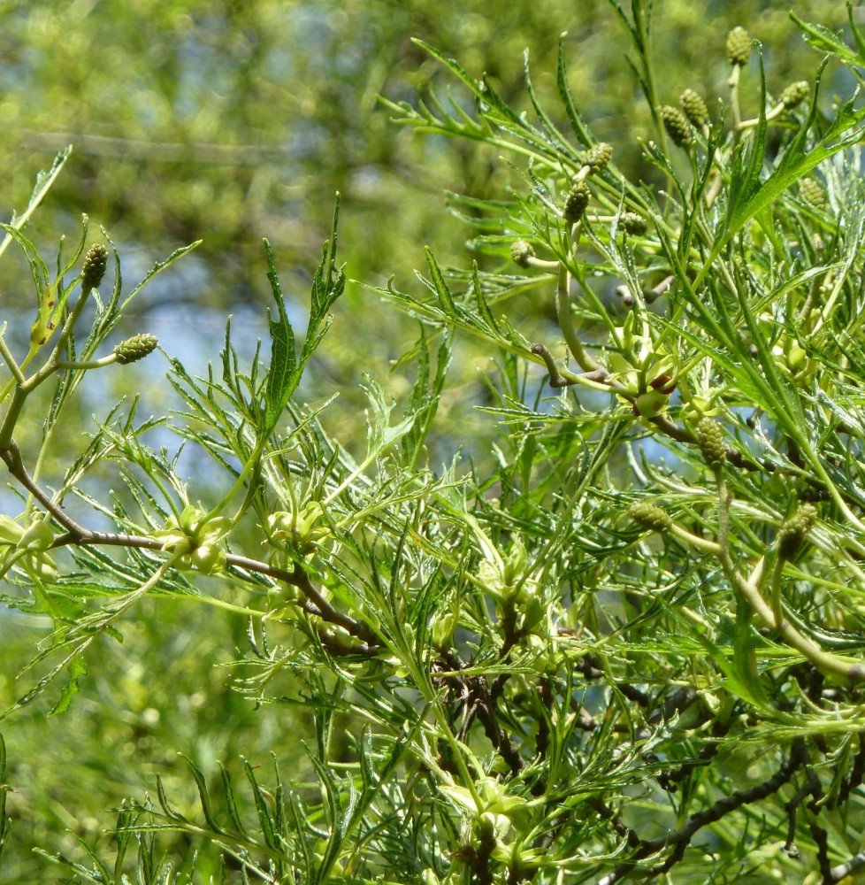 Pépinières Français PF_ALNUS-glut7 ALNUS glutinosa ‘Impérialis’ / Aulne glutineux 'Imperialis'