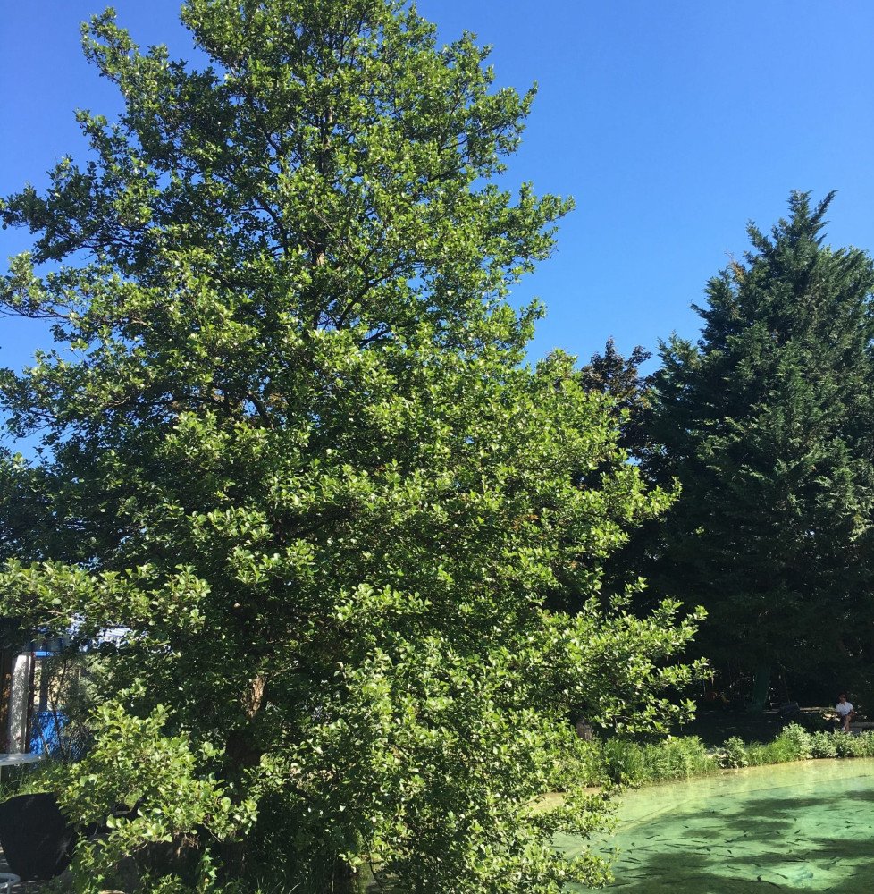 Pépinières Français PF_ALNUS-glut7 ALNUS glutinosa ‘Impérialis’ / Aulne glutineux 'Imperialis'