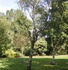 Pépinières Français PF_BETULA-pen0 BETULA pendula ‘Fastigiata’ / Bouleau fastigié