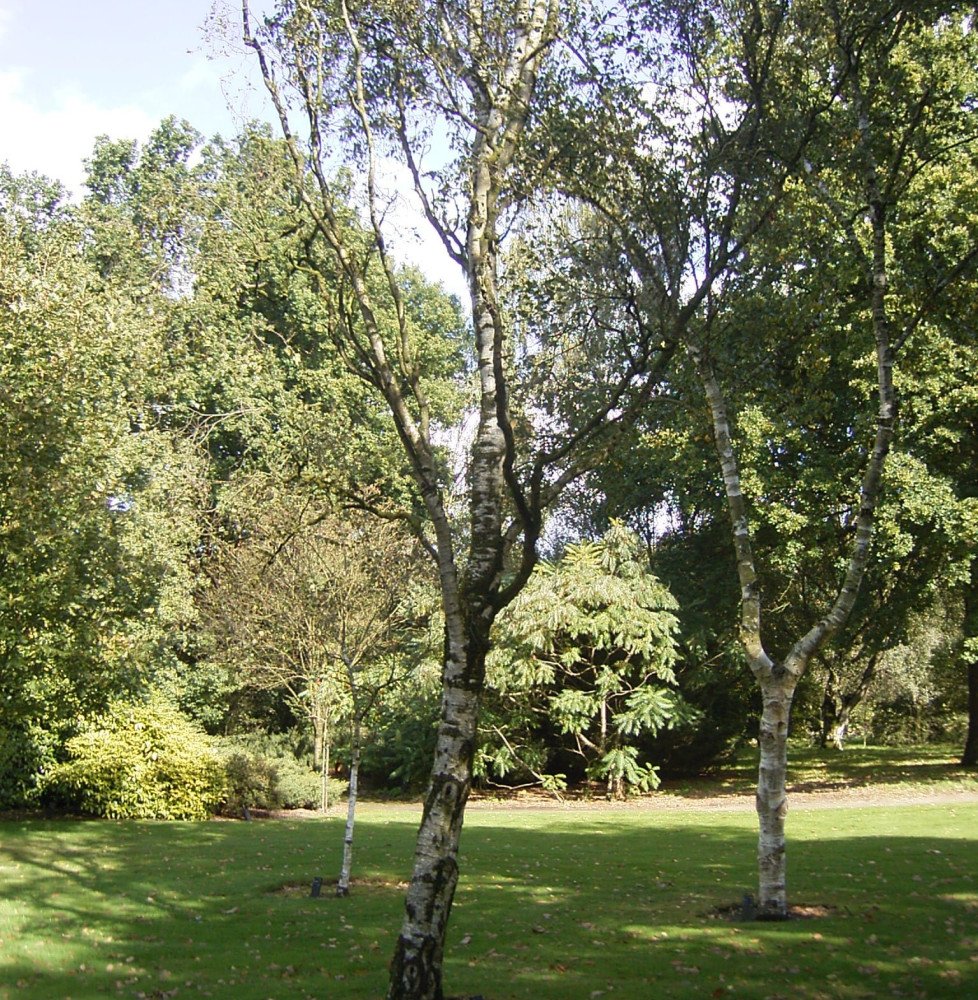 Pépinières Français PF_BETULA-pen0 BETULA pendula ‘Fastigiata’ / Bouleau fastigié
