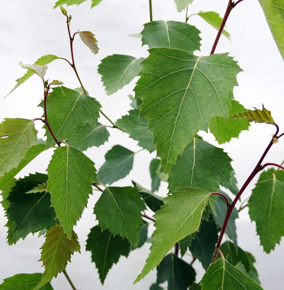 Pépinières Français PF_BETULA-pen0 BETULA pendula ‘Fastigiata’ / Bouleau fastigié