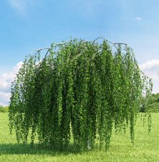 Pépinières Français PF_BETULA-pen91 BETULA pendula ‘Youngii’ / Bouleau pleureur