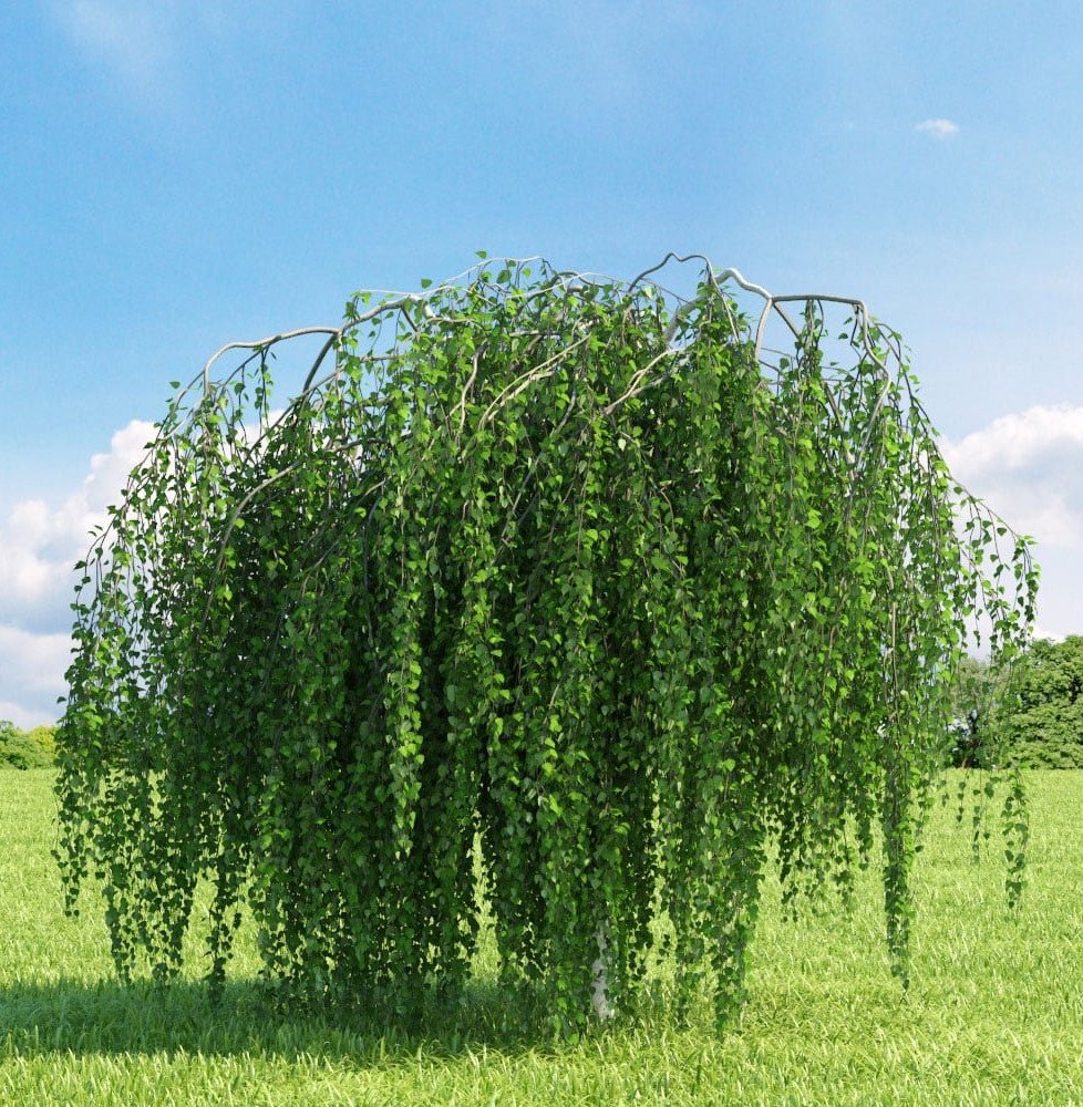 Pépinières Français PF_BETULA-pen91 BETULA pendula ‘Youngii’ / Bouleau pleureur