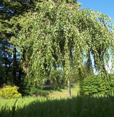 Pépinières Français PF_BETULA-pen91 BETULA pendula ‘Youngii’ / Bouleau pleureur