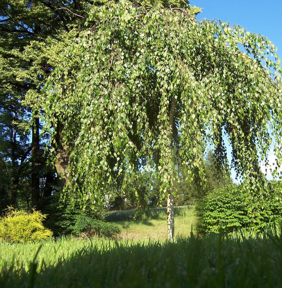 Pépinières Français PF_BETULA-pen91 BETULA pendula ‘Youngii’ / Bouleau pleureur