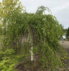 Pépinières Français PF_BETULA-pen91 BETULA pendula ‘Youngii’ / Bouleau pleureur
