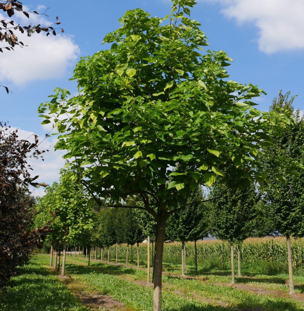 Pépinières Français PF_CATALPA-bi CATALPA bignonioïdes / Catalpa