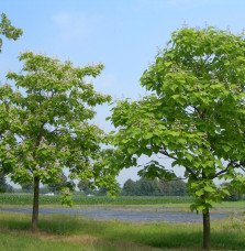 Pépinières Français PF_CATALPA-bi CATALPA bignonioïdes / Catalpa