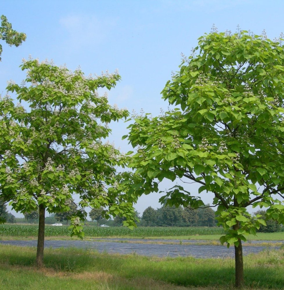 Pépinières Français PF_CATALPA-bi CATALPA bignonioïdes / Catalpa
